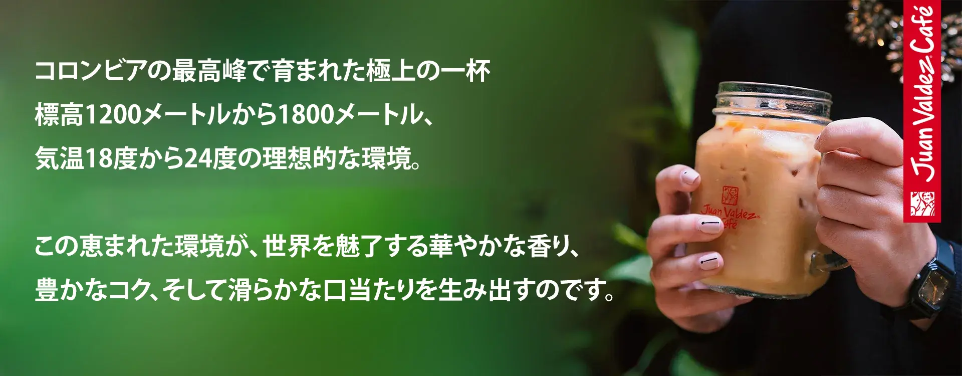 コロンビアの最高峰で育まれた極上の一杯 標高1200メートルから1800メートル、気温18度から24度の理想的な環境。この恵まれた環境が、世界を魅了する華やかな香り、豊かなコク、そして滑らかな口当たりを生み出すのです。